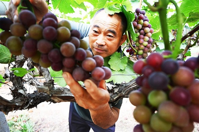田间果蔬鲜