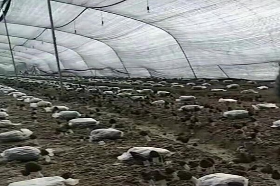 QQ图片20210510081207.jpg